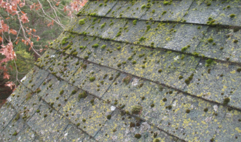 lichen removal